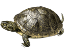 Tortuga d'estany
