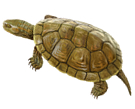 Tortuga de rierol